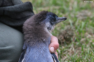 5131-little-penguin.jpg