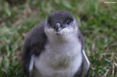 5133-little-penguin.jpg