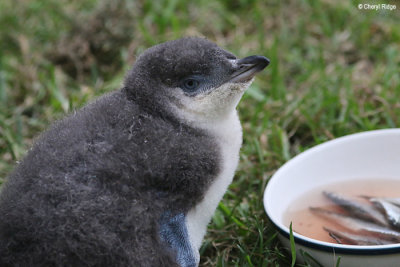 5134-little-penguin.jpg