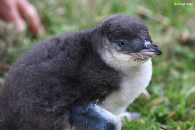 5138-little-penguin.jpg