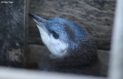 5236-little-penguin.jpg