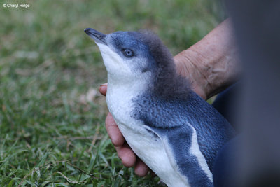 5237-little-penguin.jpg