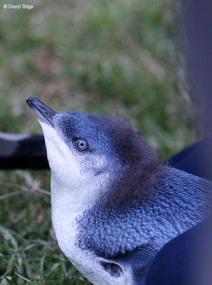 5238-little-penguin.jpg
