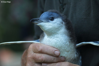 NZ penguins