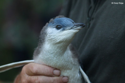 5252-little-penguin.jpg