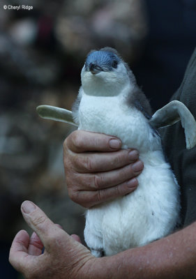 5255-little-penguin.jpg