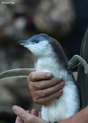 5257-little-penguin.jpg