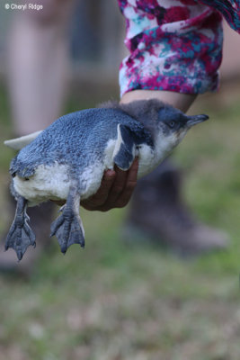 5259-little-penguin.jpg