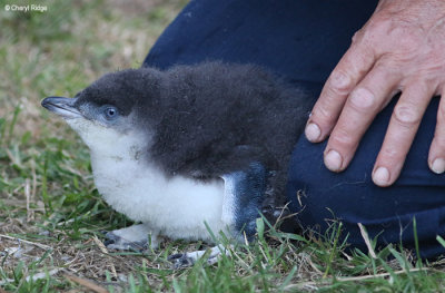 5300-little-penguin.jpg