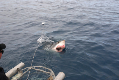 DSC_0387.JPG