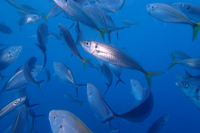 Great Whites Underwater