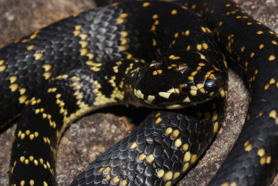 Winter Snakes in the Blue Mountains