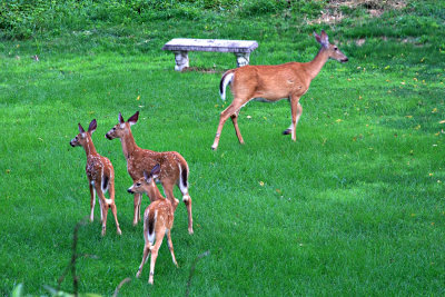 Doe and 3 fawns