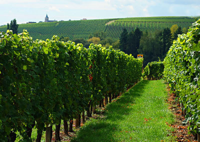 Alsace Vineyards