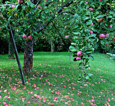 Apple Trees in Alsace