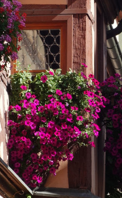 More Flowers