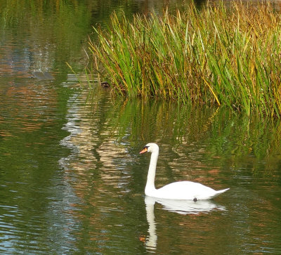 Swan