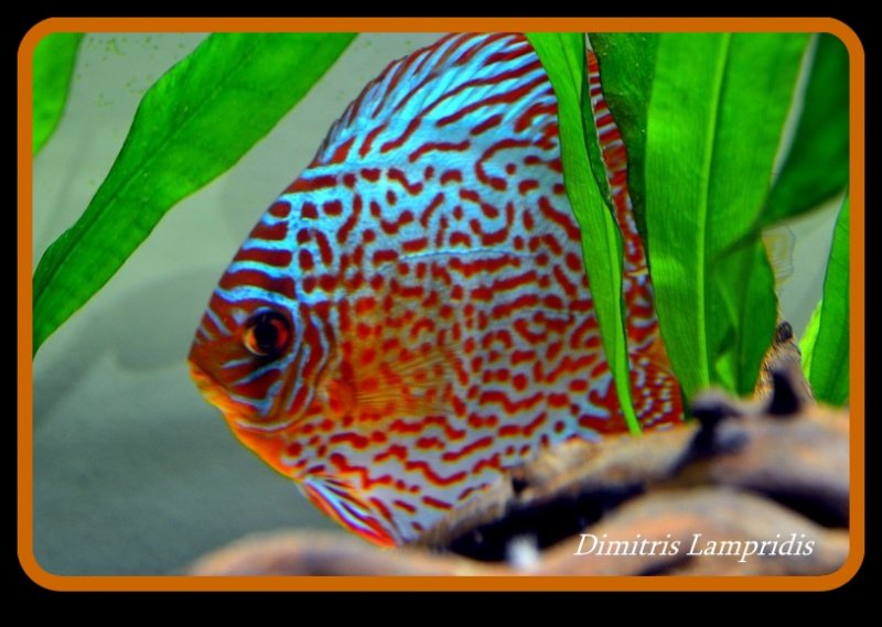 Symphysodon  discus  fish ...