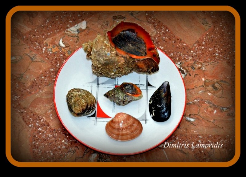 Huge  porphyra ...