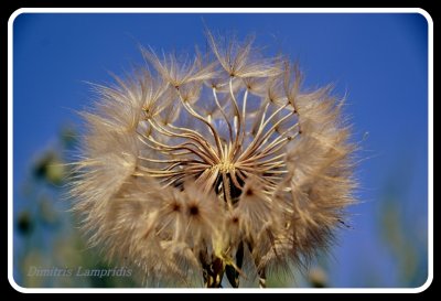 Taraxacum  Officinale  ...