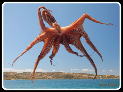 Flying   Octopus ... ! ! !