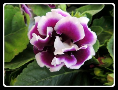 Sinningia  Spesiosa  ( Gloxinia )  ...