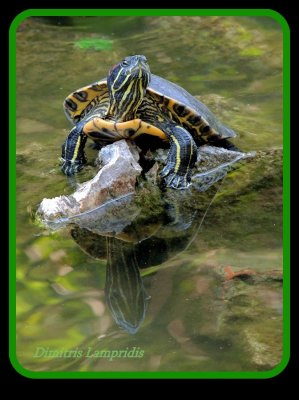 turtle ...