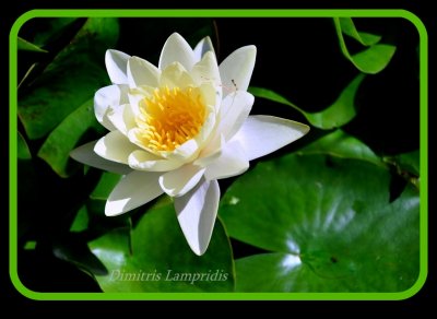WATER  LILIES ...