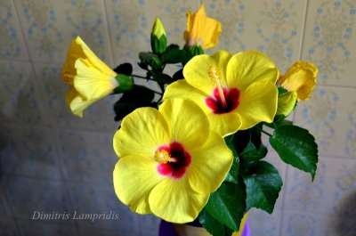 HIBISCUS   SINENSIS ...