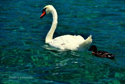 Swan ...