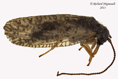 Brown Lacewing - Psectra diptera m12