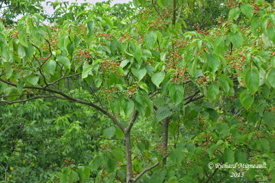 Cornouiller  feuilles alternes - Alternate-leaved dogwood - Cornus alternifolia 1 m13