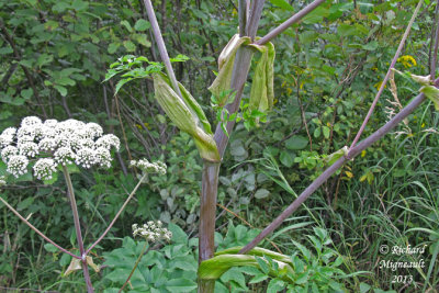 Anglique noire-pourpre - Alexander Angelica - Angelica atropurpurea 11 m13