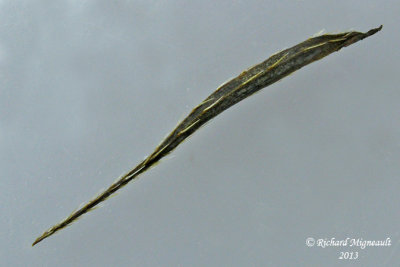 Osmorhize  long style - Long-styled sweet cicely - Osmorhiza longistylis 7m13