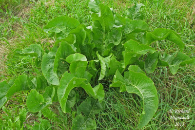 Raifort - Horseradish - Armoracia rusticana 7m13