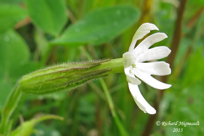 Silène noctiflore - Night-flowering catchfly - Silene noctiflora 3m13