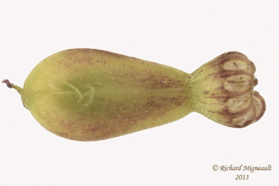 Valriane officinale - Common Valerian - Valeriana officinalis 6 m13
