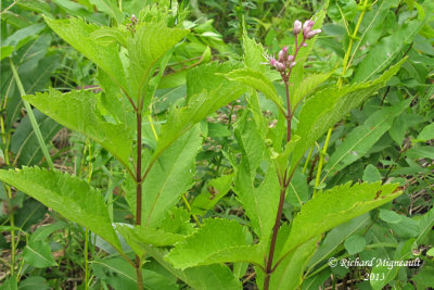 Eupatoire macule - Joe-pye-weed - Eupatorium maculatum 5 trois feuilles m13