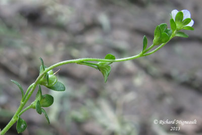 Vronique  feuille de serpolet - Thyme leaved speedwelll - Veronica serpyllifolia 4 m13