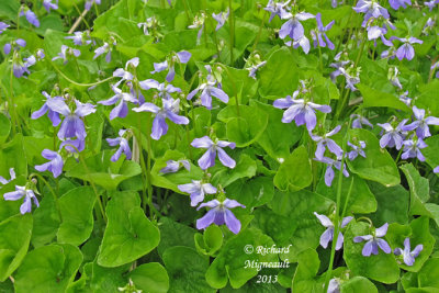 Violette cuculle - Marsh blue violet - Viola cucullata 1 m13