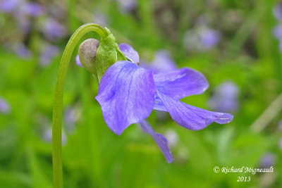 Violette cuculle - Marsh blue violet - Viola cucullata 2 m13