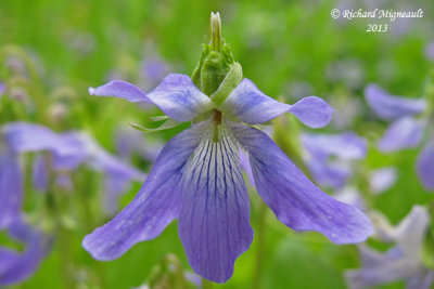 Violette cuculle - Marsh blue violet - Viola cucullata 3 m13