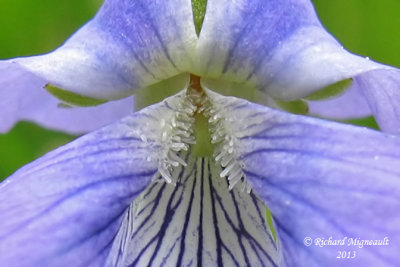 Violette cuculle - Marsh blue violet - Viola cucullata 4 m13