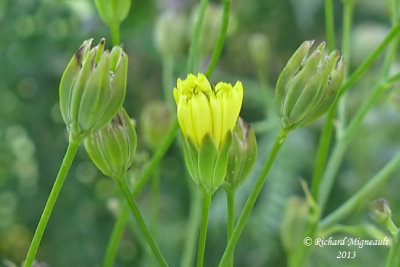 Lapsane commune - Nipplewort - Lapsana communis 3m13