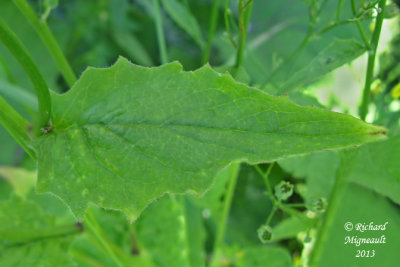 Lapsane commune - Nipplewort - Lapsana communis 5m13