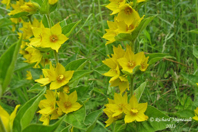 Lysimaque ponctuée - Spotted garden loosestrife - lysimachia punctata 2 m13