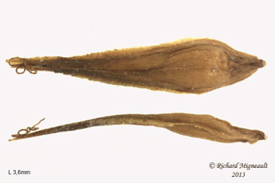 Carex de Crawford - Crawfords Sedge - Carex Crawfordii 4