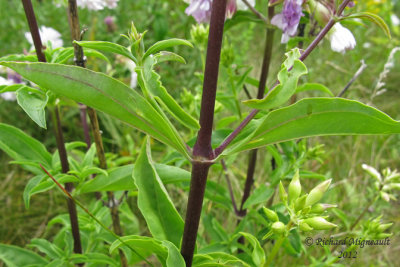 Saponaire  officinale - Soapwort - Saponaria officinalis 6 m12