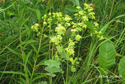 Alchmille commune - Ladys mantle - Alchemilla vulgaris 1 m13