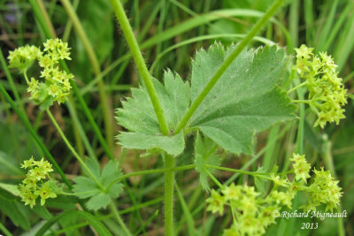 Alchmille commune - Ladys mantle - Alchemilla vulgaris 4 m13